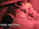 Rough collie puppies playing