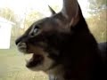 Tut The Barking Cat