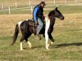 videos de Buck-A-Roo
