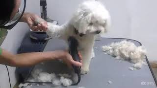 2 - Curso Básico de Peluquería Canina : Paso 1: Corte Inicial