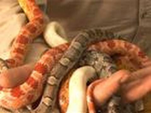 how to care for a corn snake