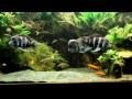 240G Lake Tanganyika Tanks with Frontosa