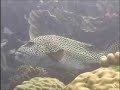 Scuba Diving in Cairns, Australia Part 1