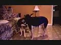 Two Dogs Humpin\ Two Dogs Humpin\