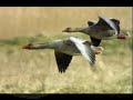 animaladas