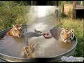 animaladas