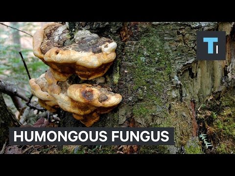 Humongous fungus [Video] | A little bit of this, a little bit of that