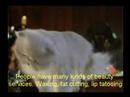 Happy pet spa PR Happy pet spa PR