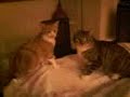 Cleo & Wally fight