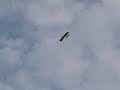 Slow Stick AKRO Wing