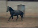 Le Lipizzan, Elevage Philip Le Lipizzan, Elevage Philip