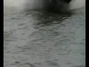 jet ski day jet ski day