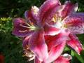 videos de Mey Improvisation (High Audio)