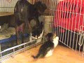 Dexter&kittens II