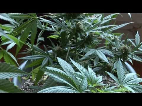 Legalised it%21 Uruguay makes marijuana trade legal - Truthloader