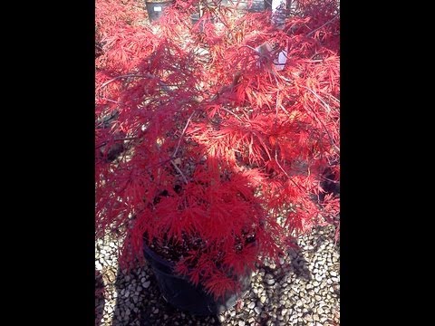 how to transplant japanese maple seedlings