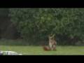 videos de squirell