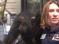 GIANT CHIMPANZEE, HUMAN-SIZED, MYSTERIOUS NEW SPECIES PART 2