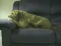 Dog Biting Its Leg