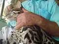 Green Acres Ocelot