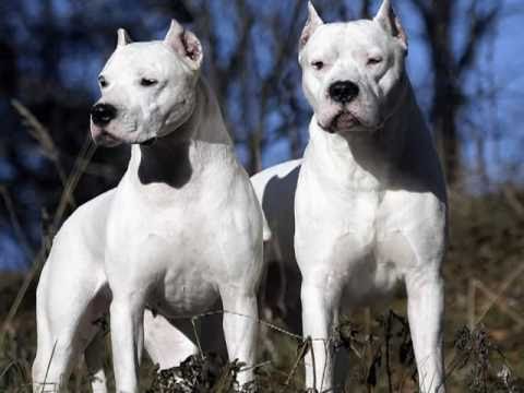 perro de pelea cordobes