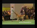 Crufts 2008 Golden CC & RCC Dog