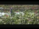 Volunteer Day at the San Jose Municipal Rose Garden - Sept. 6th