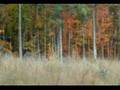 Bernheim Forest Fall 2006