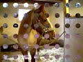 Mio, min �lskade ponny