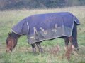 some of the horses in our field