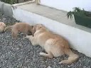 Golden Labrador Retrievers Playing