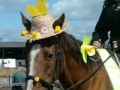 Horses the girls best friend!