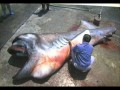 Cryptids and Paranormal Creatures 3