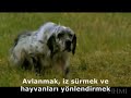 Evrim Teorisi (Köpeklerin evrimi) Evrim Teorisi (Köpeklerin evrimi)