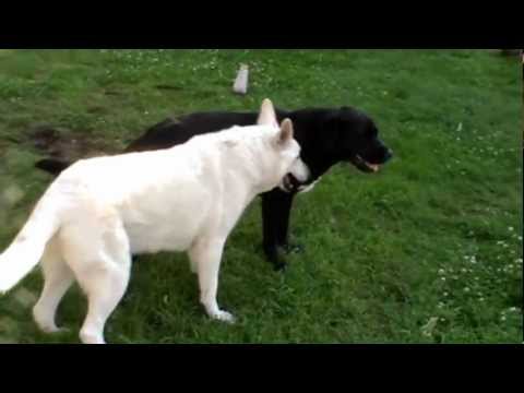 dog fight