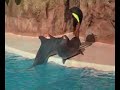 Dolphin-Show in Tenerife Loro Parque