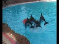 Dolphin-Show in Tenerife Loro Parque