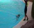 This film I recorded during my holidays on October 2006. A very impressive show. Visit the Loro Parque on the Tenerife Island in Spain....
