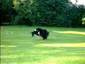 un chien pd c tres con lol