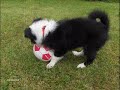 Kelly: La mia cucciola di Border Collie a 3 mesi =)