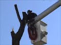 Ahlers Tree Service