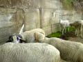 ACHAT DES MOUTONS POUR L\ ACHAT DES MOUTONS POUR L\
