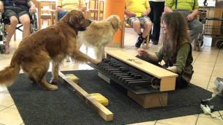 Piano dogs visiting nursing home - Klavierhunde im Pflegeheim