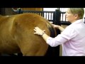 Equine Integrative Therapies