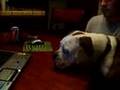Antiguo Bulldog Inglés video