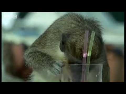 Alcoholic Vervet Monkeys! – Weird Nature – BBC animals