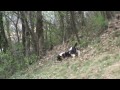 Click here to watch this video springer icaro