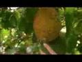 g3 Gac Super Antioxidant Fruit Juice