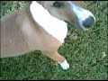 Bull Terriers