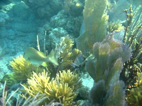 John Pennekamp Coral Reef State Park - Snorkeling Tour - Key Largo, FL - 3